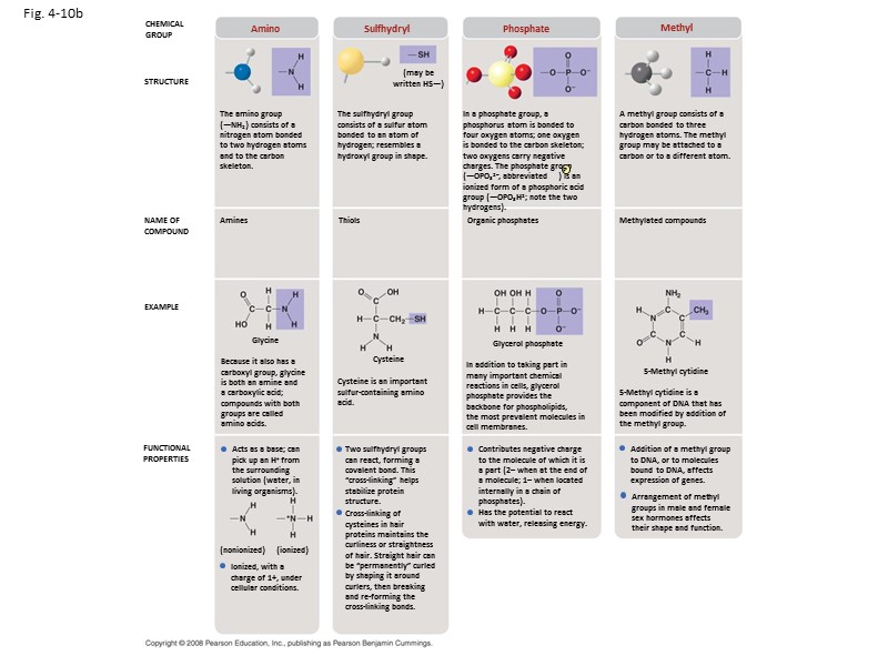 Fig. 4-10b CHEMICAL GROUP STRUCTURE NAME OF COMPOUND EXAMPLE FUNCTIONAL PROPERTIES Amino Sulfhydryl Phosphate